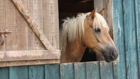 Un poney à la Motte-Feuilly dans l'Indre. (photo d'illustration)