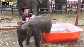 Un éléphanteau s’amuse en prenant son bain