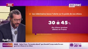 On n'a pas osé vous en parler : Nos chiens seraient-ils obèses ? - 12/11