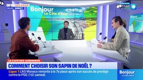 Comment bien choisir son sapin de noël ?