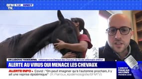 Quel est le virus respiratoire qui menace les chevaux ? BFMTV répond à vos questions