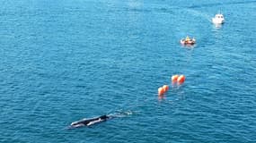 Cette photo diffusée par le New South Wales Maritime le 23 août 2024 montre une baleine empêtrée dans des filets et des bouées dans le port de Sydney.