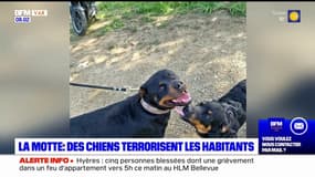 "Tout le monde a peur dans le quartier": deux Rottweilers terrorisent les habitants de La Motte