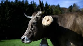 Vache à cornes dans un champ en Suisse