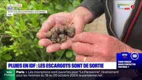 Pluies en IDF: les escargots sont de sortie