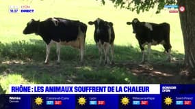 Rhône : les animaux souffrent de la chaleur
