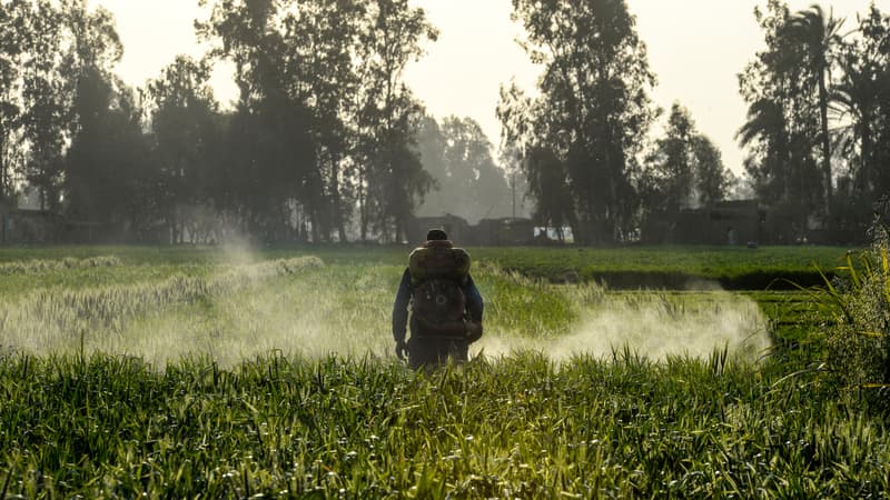 Un homme arrose un champ avec des pesticides (photo d'illustration)