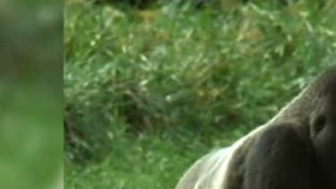 Le gorille, ici un dos argenté comme Kumbuka, est une espèce en voie de disparition.