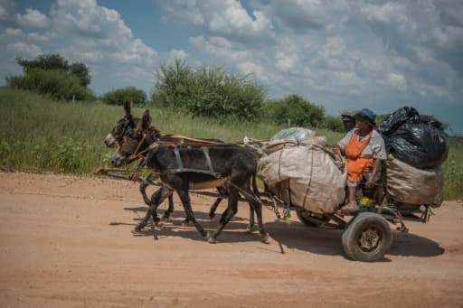 Des ânes tirent une charrette à Mogosani, une petite bourgade de la province sud-africaine du Nord-Ouest, le 9 février 2017