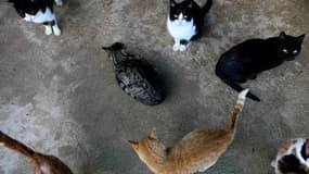Le quinquagénaire hébergeait également 35 chats bien vivants, eux. (photo d'illustration)