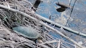 La tortue s'est retrouvée coincée dans un amas de branches.