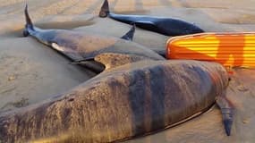 Dix baleines s'échouent sur la plage de Calais - Témoins BFMTV