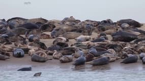 Côte d'Opale: près de 250 phoques gris observés sur la plage de Marck 