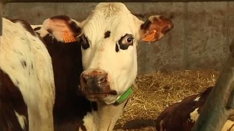 Aronde est une vache superstar.