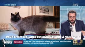 #Magnien, la chronique des réseaux sociaux : Deux chats malades du coronavirus à New York - 23/04
