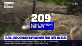 Nouveau plan loup: 209 loups pourront être tués en 2023