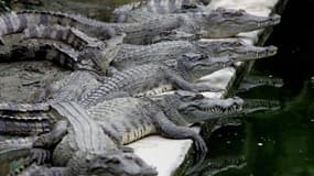 Des crocodiles au Vietnam (image d'illustration)