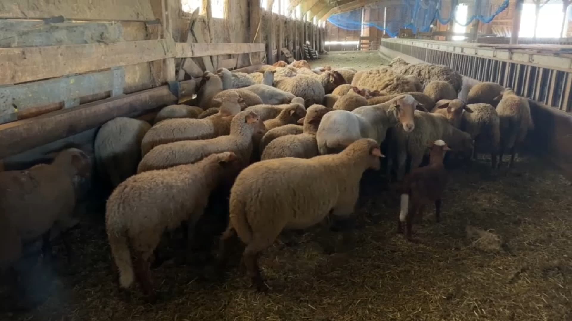Près de 140 brebis ont été tuées dans la même exploitation d'un éleveur du Var, en trois jours par un loup, en juillet 2025.