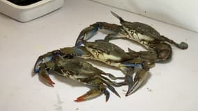 Des crabes bleus, pêchés dans l'étang de Berre, dans les Bouches-du-Rône.