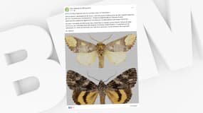 Deux papillons de nuit nouveaux pour le Mercantour