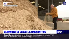 Haut-Rhin: la commune de Bernwiller se chauffe au miscanthus