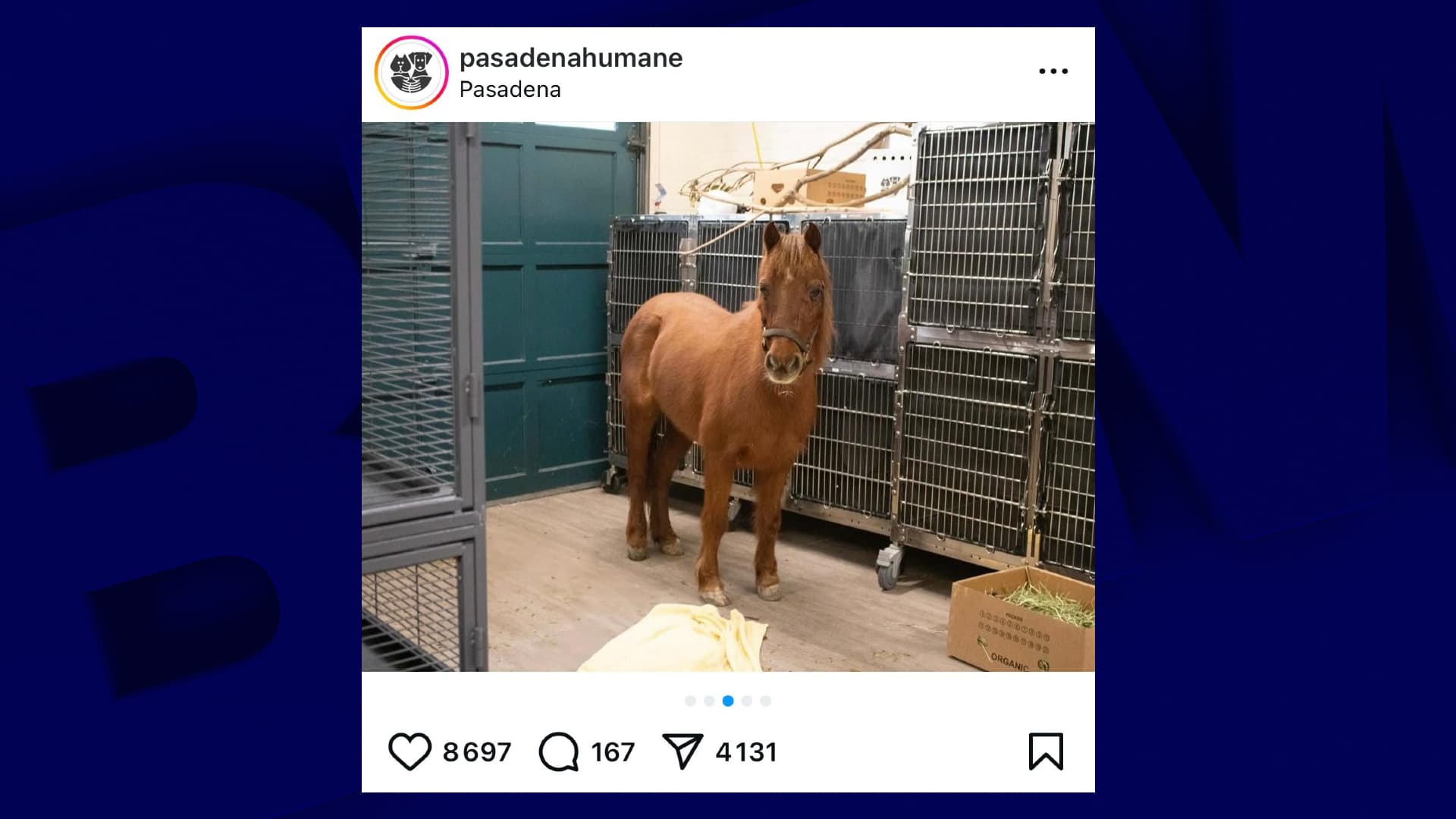 Capture d'écran du compte Instagram du refuge pour animaux abandonnés Pasadena Humane, en Californie. Sur l'image, un poney en détresse n'a d'autres possibilités qui s'offrent à lui que de cohabiter avec d'autres animaux en cage, dans un garage. 
