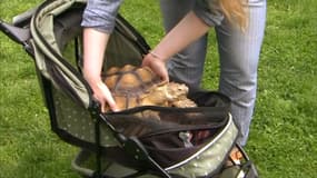 La tortue Henry a une baby sitter.