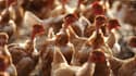 Un éleveur vendéen de volailles a dû lui-même tuer son cheptel touché par la grippe aviaire qui ravage les élevages du département
