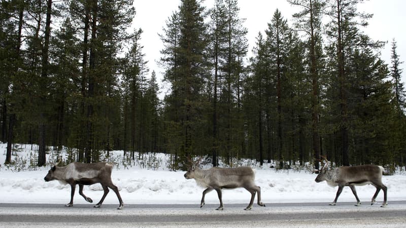 Des rennes  à la recherche de sel sur une route en Laponie, le 18 novembre 2012. (Photo d'illustration)