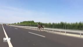 Ces chevaux fugitifs font la course sur une autoroute hongroise