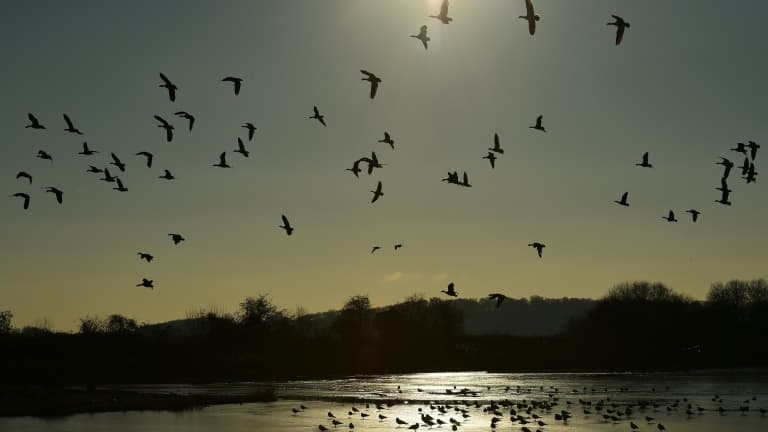 Des oiseaux (illustration)