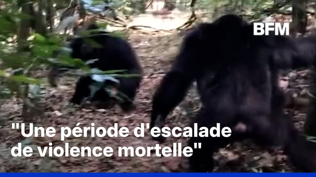 Ouganda: une guerre civile a éclaté au sein d'un groupe de chimpanzés