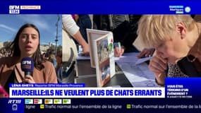 Marseille: des associations demandent des mesures contre la prolifération des chats errants