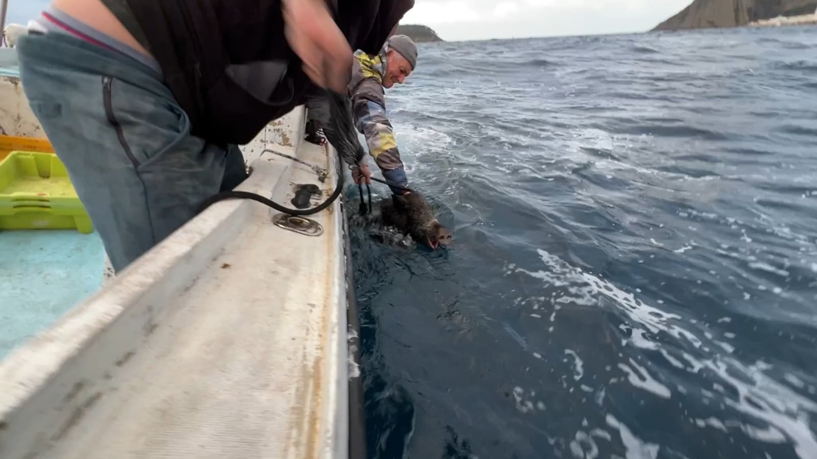 Le sanglier encordé par les pêcheurs de La Ciotat le samedi 25 janvier Le sanglier encordé par les pêcheurs de La Ciotat le samedi 25 janvier