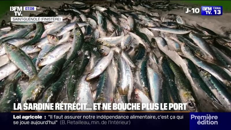 La taille des sardines a réduit de moitié depuis 15 ans image