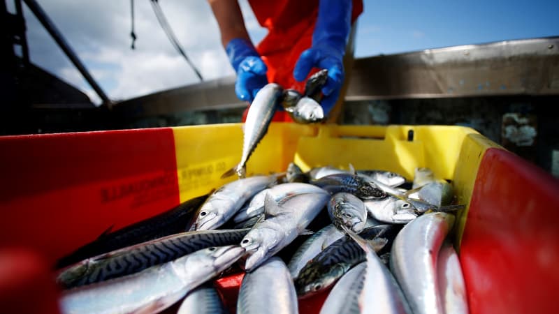 En 2013-2015, les navires de l'Union européenne ont pêché en moyenne 656.000 tonnes de poissons dans les eaux britanniques, principalement du maquereau, du hareng, du lançon et du merlan bleu.