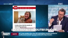 Carnet noir: le plus vieux chat du monde est mort cette nuit à 31 ans