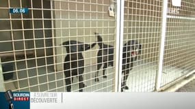 Adoptions en forte baisse, refuges saturés: l'appel à l'aide de la SPA