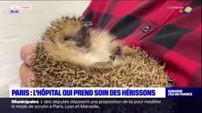 Paris: l'hôpital qui prend soin des hérissons, menacés d'extinction