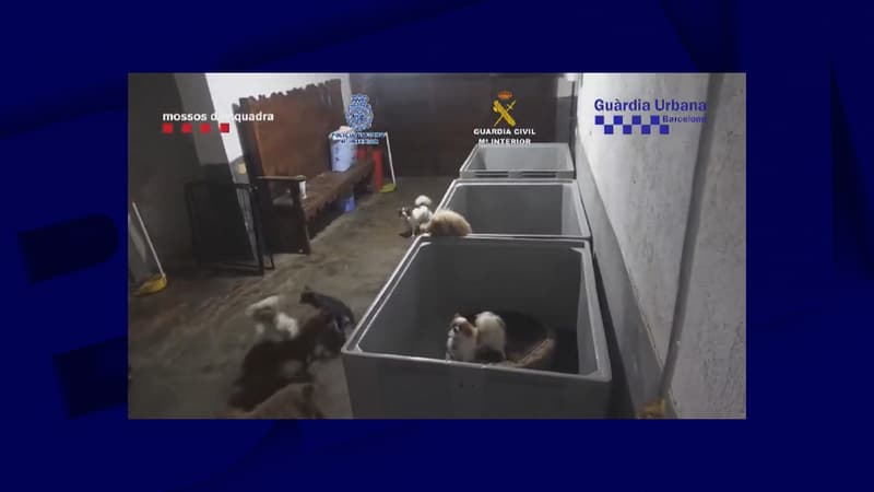 Espagne: 400 animaux de compagnie secourus dans un coup de filet contre des trafiquants