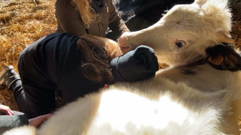 C'est apaisant, relaxant: une ferme de Romanswiller propose de la bovinothérapie pour se relaxer