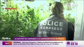 Il cultivait du cannabis à la campagne pour un réseau