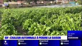 Île-de-France: les maraîchers face à des températures anormales