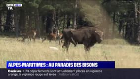 C'est vos vacances: des bisons, des chevaux sauvages et des élans à une heure de Nice