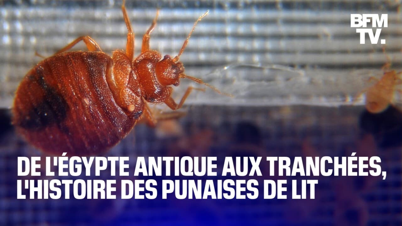 Punaises de lit: de l'Égypte antique aux tranchées, ces insectes nous ...
