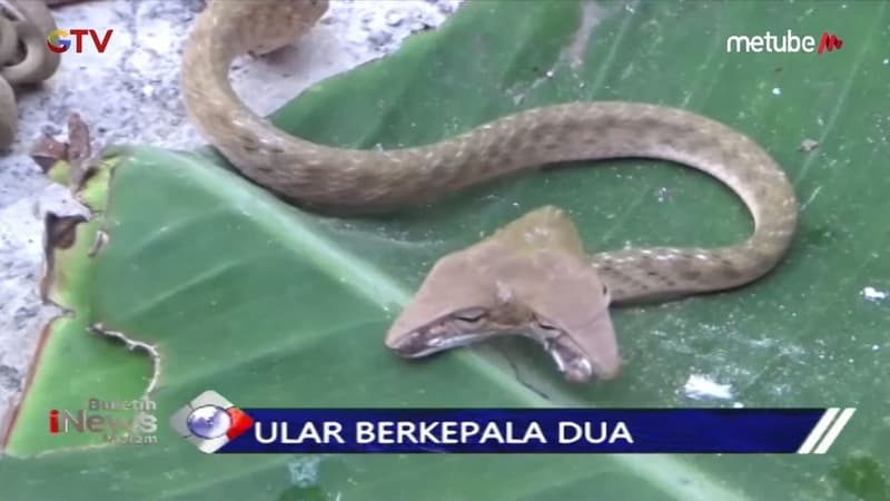 EN VIDÉO - Un serpent à deux têtes découvert à Bali