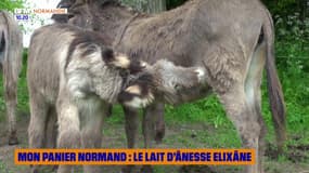 Mon Panier Normand : Le lait d'ânesse Elixâne