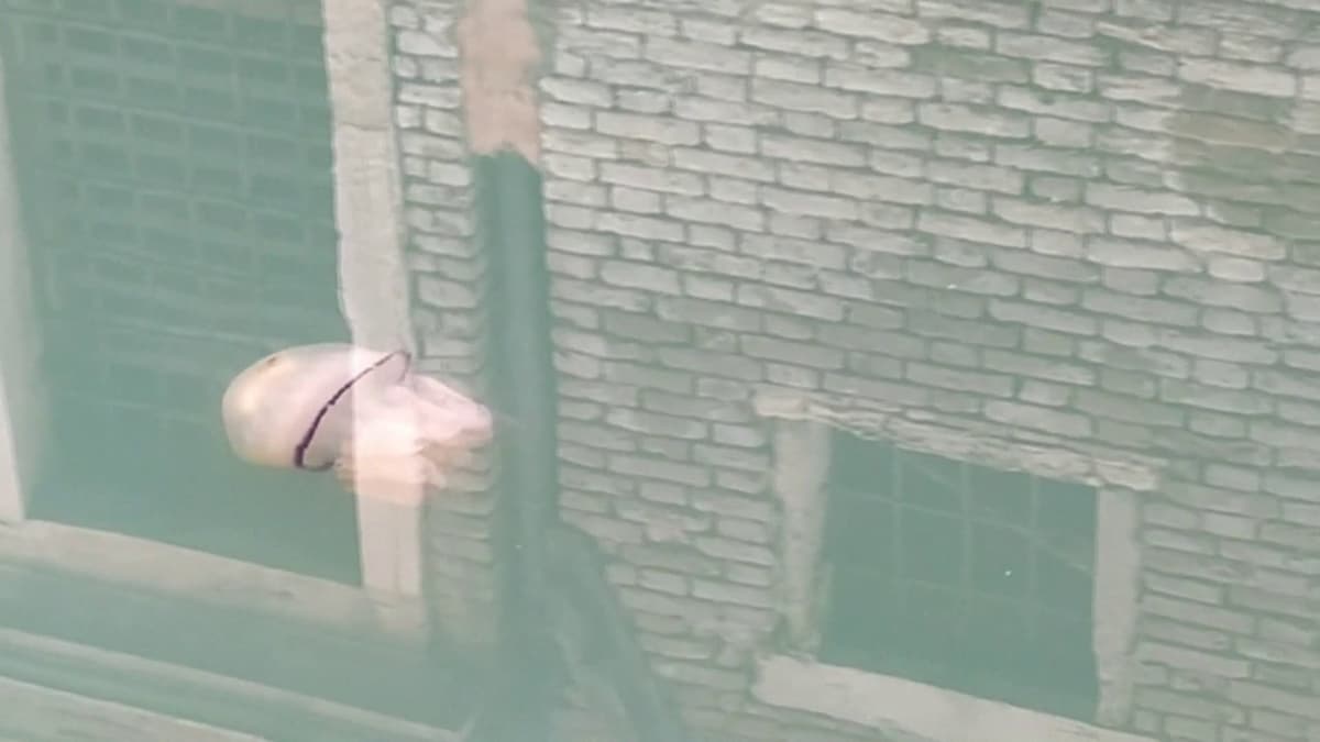 placeholder video