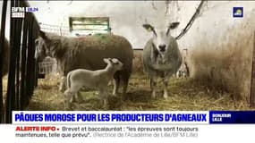 Hauts-de-France: une fête de Pâques morose pour les producteurs d'agneaux