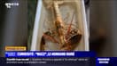 Un homard doré très rare péché au large de Boulogne-sur-Mer